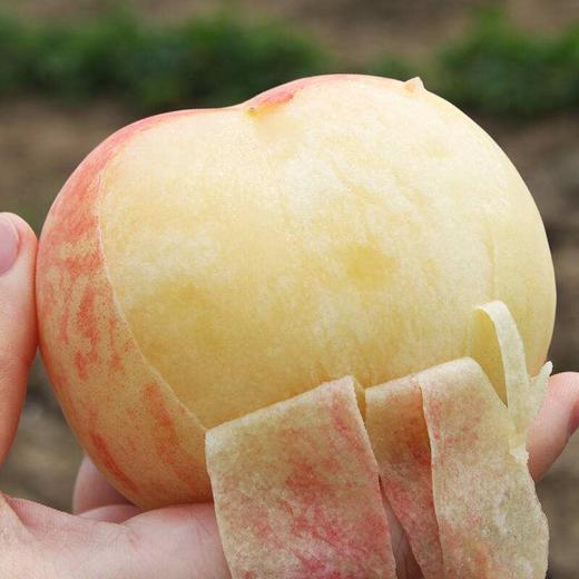 赞宝的🐟 商品图1