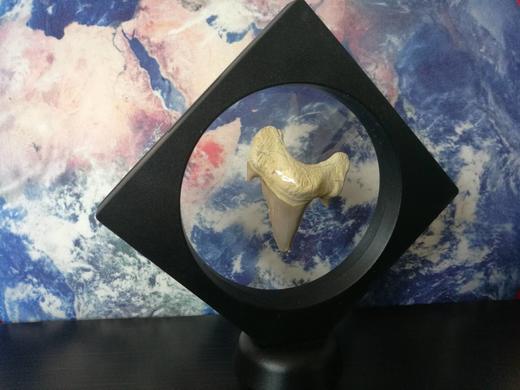 耳齿鲨牙齿化石（带展示盒）【现货已售罄，接受预购，两周内发】 商品图0