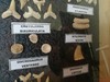 古生物 恐龙&鲨鱼牙齿/脊椎骨 化石标本礼盒  儿童节活动特价 商品缩略图2