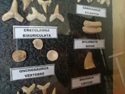 古生物 恐龙&鲨鱼牙齿/脊椎骨 化石标本礼盒  儿童节活动特价 商品图2