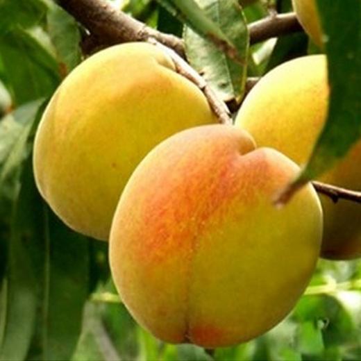 烧烧果实 商品图0