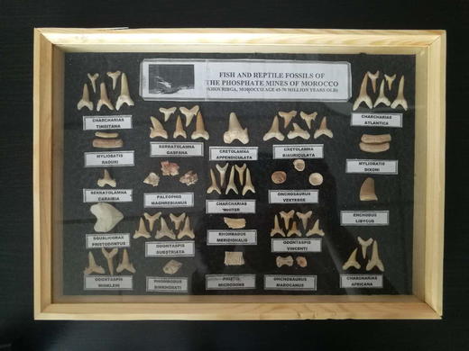古生物 恐龙&鲨鱼牙齿/脊椎骨 化石标本礼盒  儿童节活动特价 商品图0