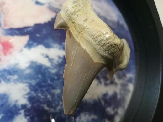 耳齿鲨牙齿化石（带展示盒）【现货已售罄，接受预购，两周内发】 商品图3