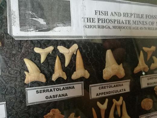 古生物 恐龙&鲨鱼牙齿/脊椎骨 化石标本礼盒  儿童节活动特价 商品图1