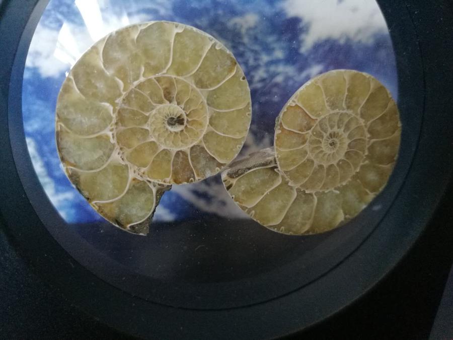 叶菊石化石切片(带展示盒)【现货已售罄,接受预购,两周内发】