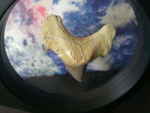 耳齿鲨牙齿化石（带展示盒）【现货已售罄，接受预购，两周内发】 商品图4