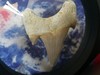 耳齿鲨牙齿化石（带展示盒）【现货已售罄，接受预购，两周内发】 商品缩略图2