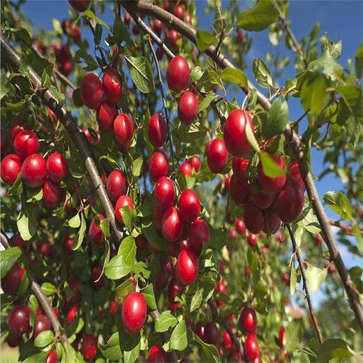 抹茶蛋糕 商品图0