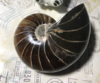 新生鹦鹉螺化石【现货已售罄，接受预购，两周内发】 商品缩略图0