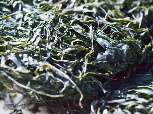 【下单后48小时发货】南日岛 海带丝120g*4包装 商品图1
