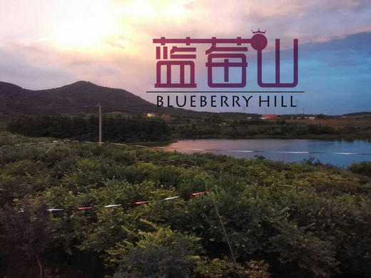 无添加有机蓝莓山新鲜蓝莓酱 商品图4