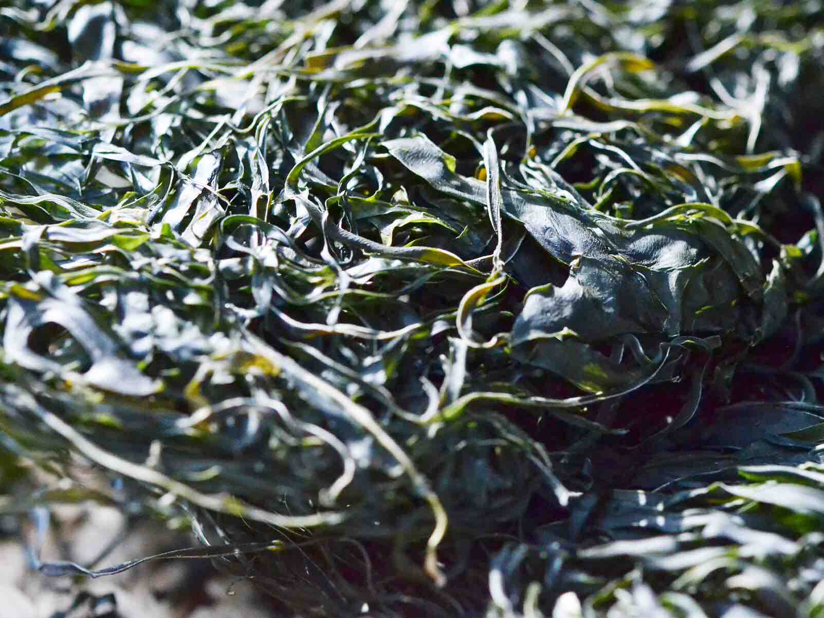 南日岛 无污染 海带丝4包装 海带和排骨很配哦!