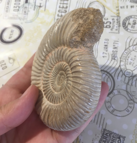 巴甫洛夫菊石化石【现货已售罄,接受预购,两周内发】