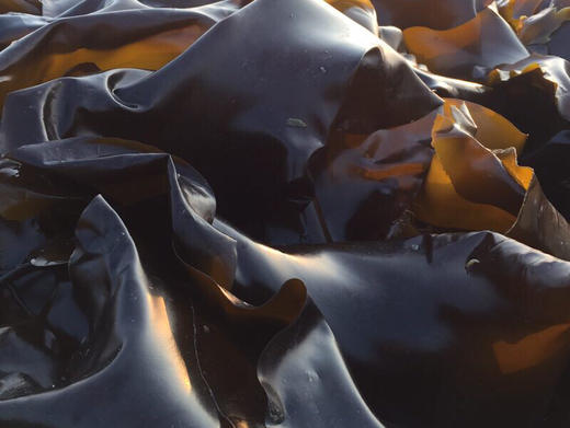 【下单后48小时发货】南日岛 海带丝120g*4包装 商品图10