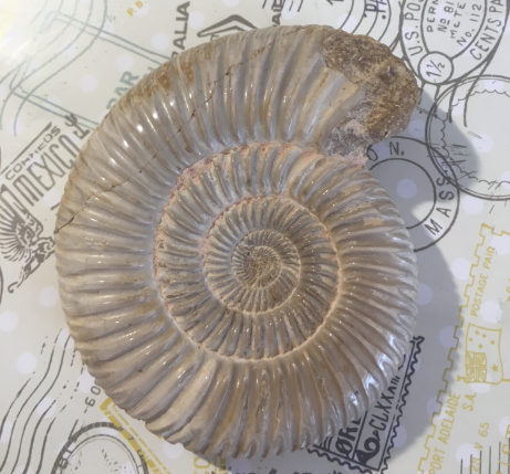 巴甫洛夫菊石化石【现货已售罄,接受预购,两周内发】