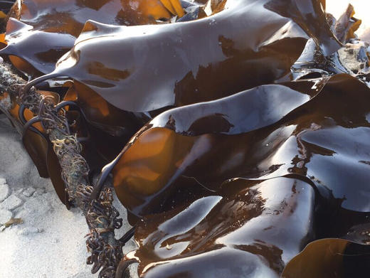 【下单后48小时发货】南日岛 海带丝120g*4包装 商品图9