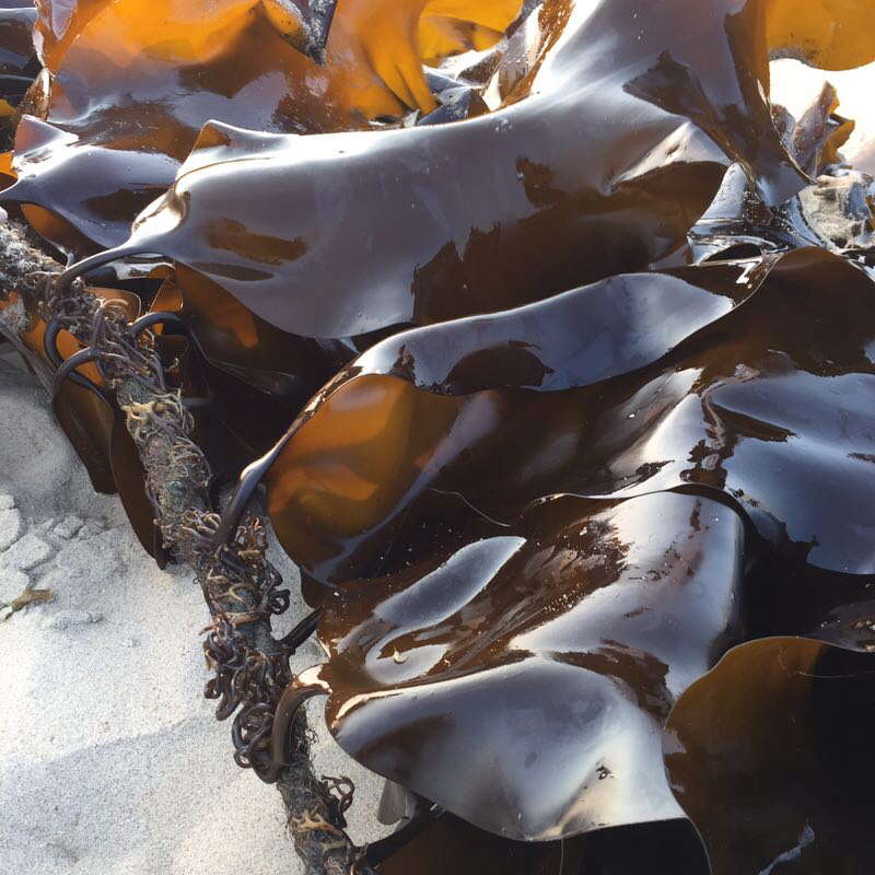 南日岛无污染海带丝4包装海带和排骨很配哦海带丝煮810分后再凉拌如果