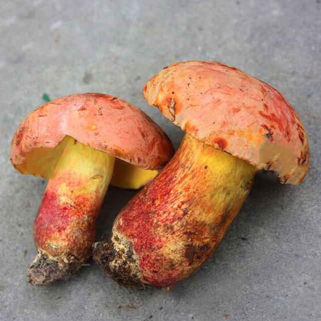 【野生鲜红葱菌500g】牛肝菌的一种 肉肥厚鲜美 营养丰富 著名野生