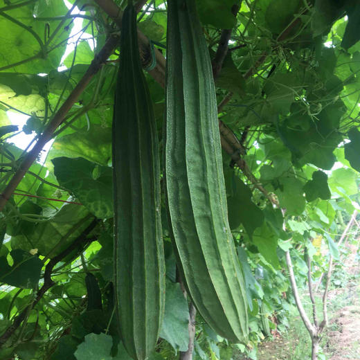 原生态角瓜丝瓜2条约1斤