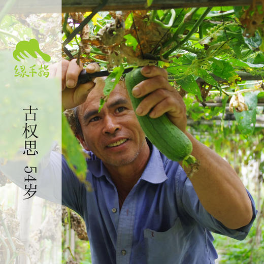生态丝瓜 | 绿家自产*ecological towel gourd | Self-production 商品图2