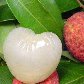  岭南荔枝中的“小蜜罐”——白糖罂，1年只吃15天 