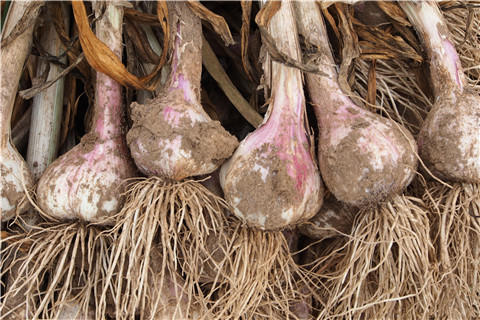 北甸子村农家自留地老品种紫皮蒜   大蒜 商品图4