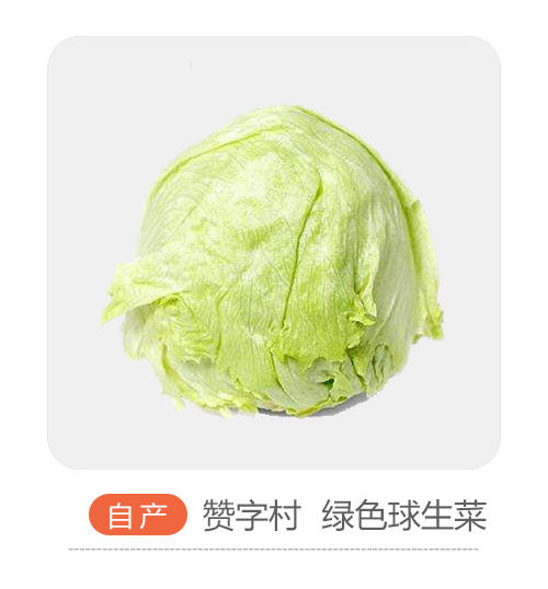 自产球生菜 商品图0