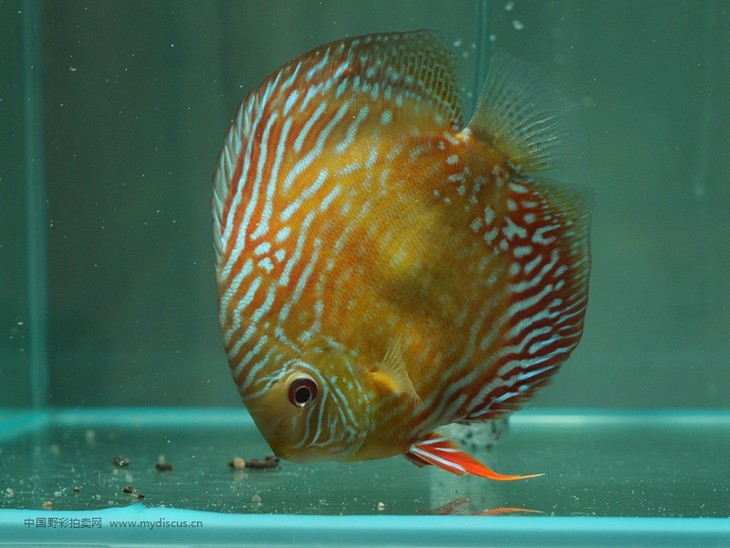 a309特隆贝塔皇室蓝16cm母