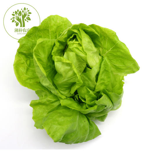 奶油生菜 300g 商品图0