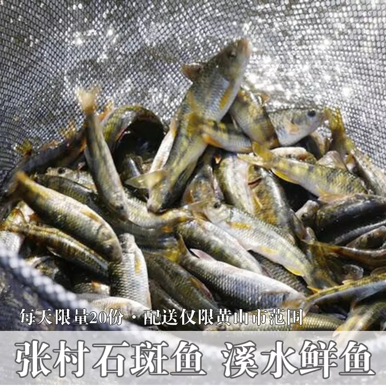 张村石斑鱼 溪水鲜鱼 每天限20份