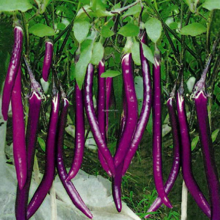 紫长茄(1份,约500g)