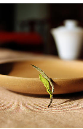 白牡丹，直抵人心的美，给茶人周遭世界一片绚烂