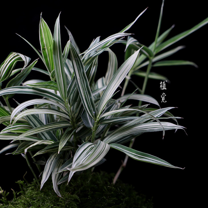 植觉 山野植物室内摆件姬竹虎斑风竹【竹客】