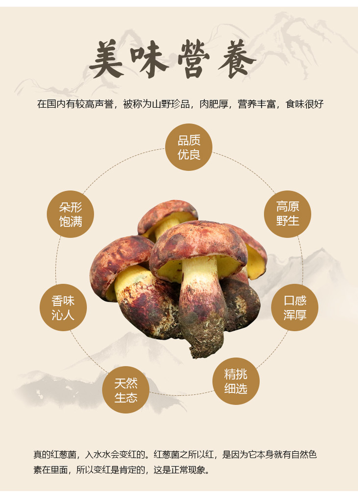 野生鲜红葱菌500g牛肝菌的一种肉肥厚鲜美营养丰富著名野生食用菌之一