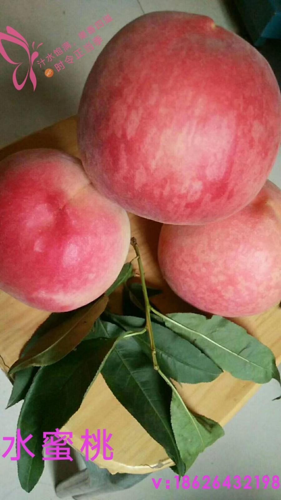 水蜜桃素有人间仙桃之称,外表绯红,肉质鲜美,果香四溢.