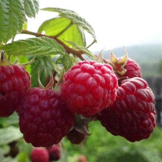 树莓 商品图2