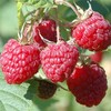 树莓 商品缩略图1