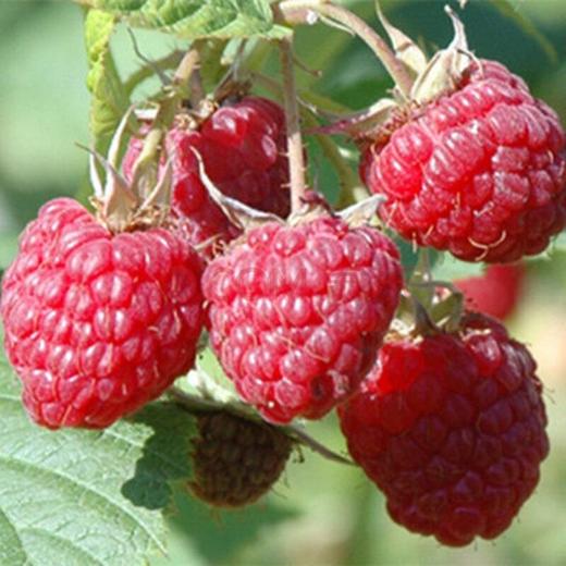 树莓 商品图1