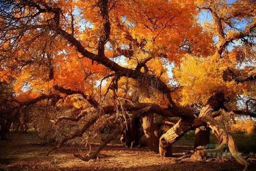 私享小团丨金色胡杨·额济纳旗、沙漠黑水城、张掖雅丹、嘉峪关、金塔胡杨林7天摄影团 商品图0