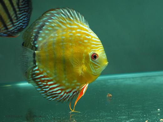 a321特隆贝塔皇室蓝15cm公