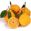 四川不知火柑 商品缩略图1