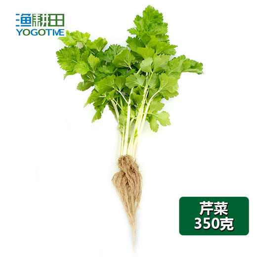 芹菜 商品图0