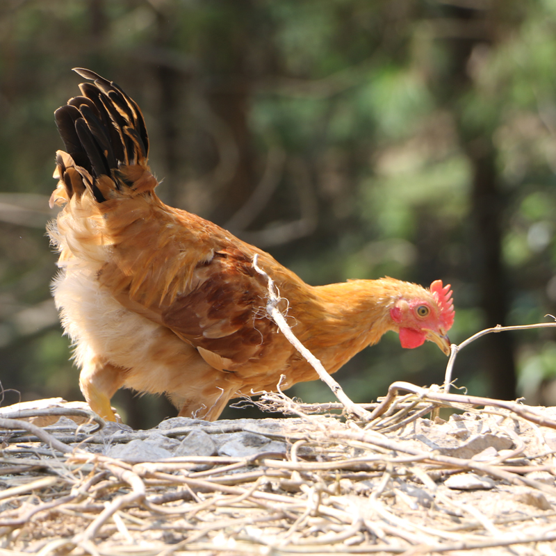 【徽园生态】 山林散养皖南土鸡 小公鸡  顺丰