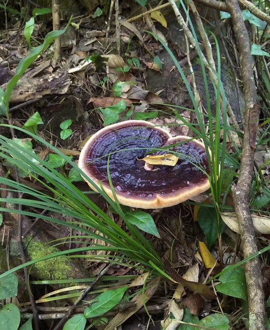 都市快报咏芝元云南贵州原产地直供 野生桑黄灵芝/赤芝 名中医鉴定把