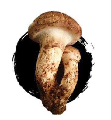 【季节限定】松茸 香格里拉产区 长白山产区 商品图1