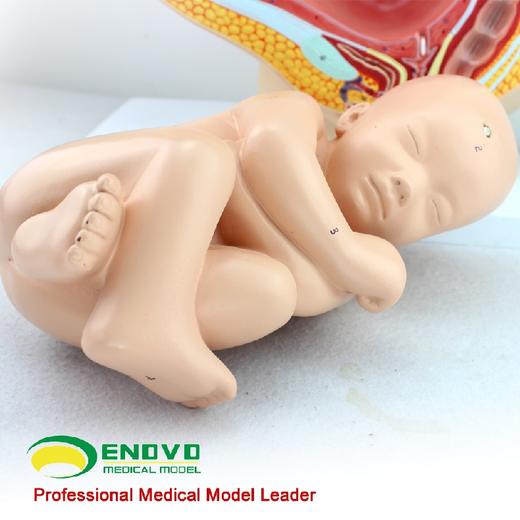 现货速发【医教模型】ENOVO颐诺 人体女性妊娠足月胎儿盆腔模型 商品图3
