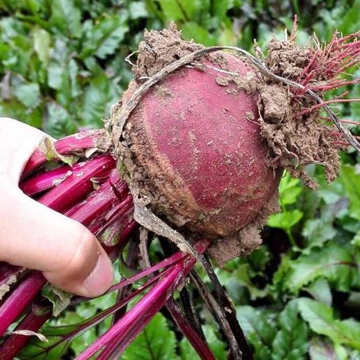 新鲜甜菜根5斤装包邮    农家生态种植    全程无农药化肥，人工除草 商品图1