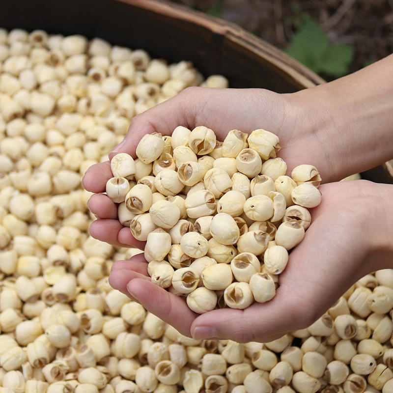 【靓食材】福建建宁白莲子农家自产新鲜手工去无芯白莲子