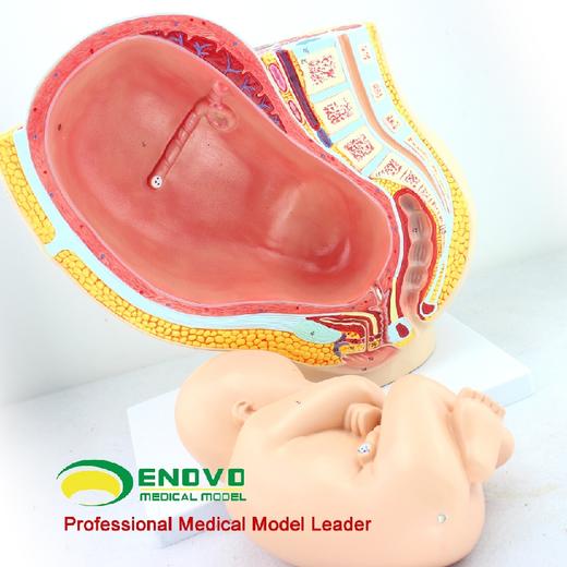 现货速发【医教模型】ENOVO颐诺 人体女性妊娠足月胎儿盆腔模型 商品图2
