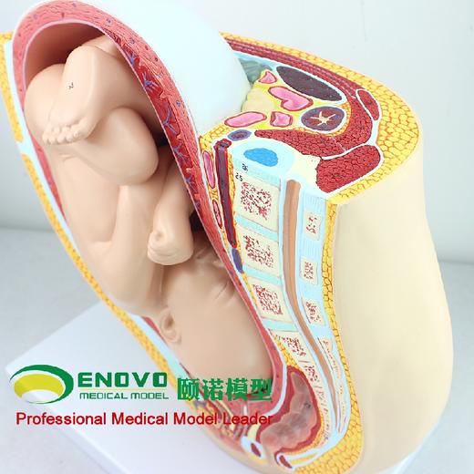 现货速发【医教模型】ENOVO颐诺 人体女性妊娠足月胎儿盆腔模型 商品图1
